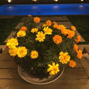 Meet your Posher, Rob